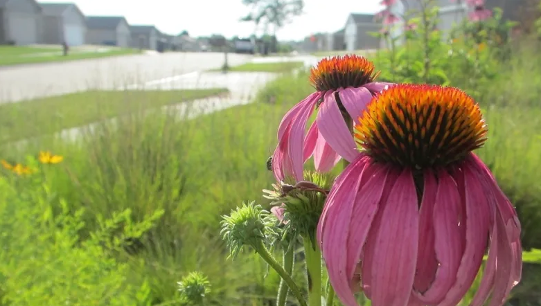 A wildflower garden in suburbia