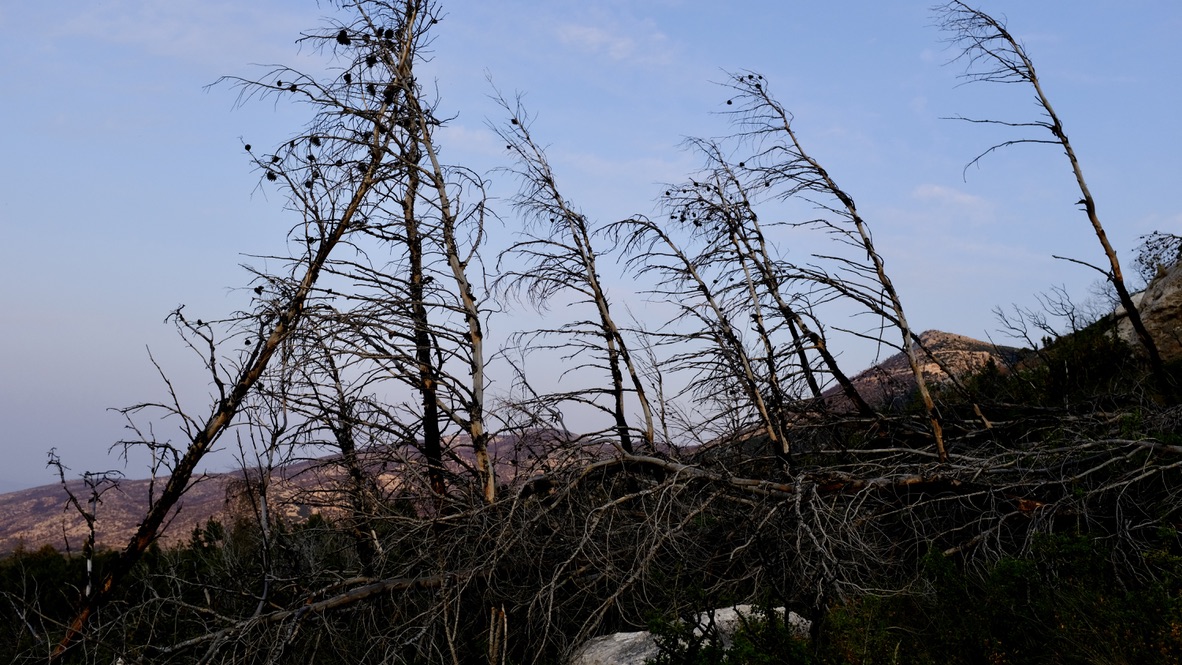 Burned trees in Parnitha national park
